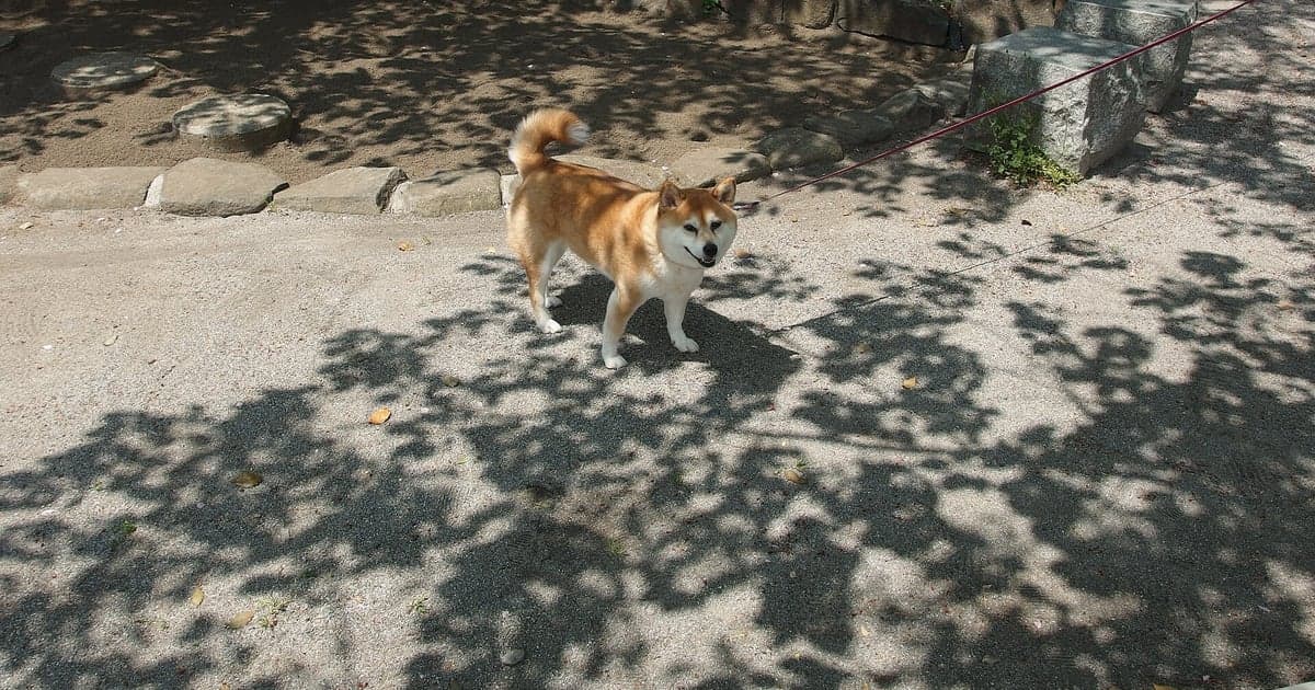 リードをつけて公園を散歩する柴犬のイメージ