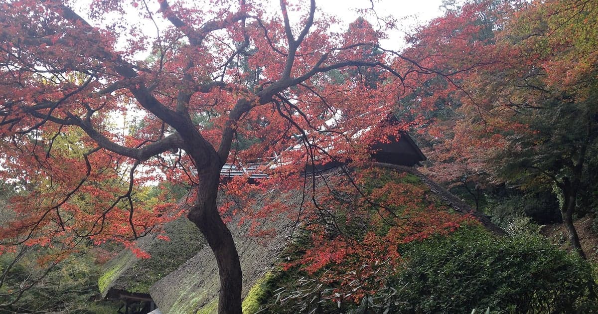 佐賀県唐津市厳木町、環境芸術の森の紅葉